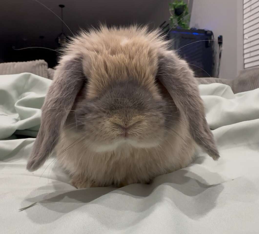 Holland Lop Baby Boy - Pedigreed