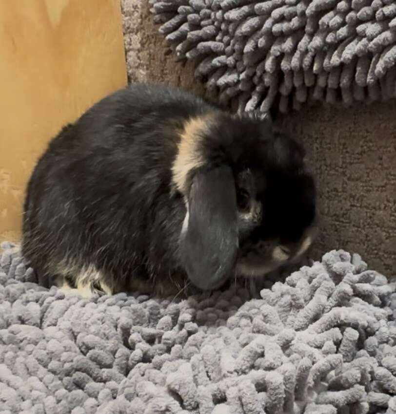 Holland Lop Buck Black Otter - true dwarf, 8 1/2 months old, pedigreed