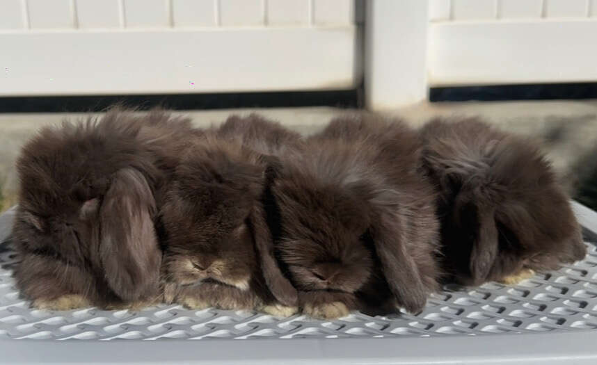 Holland Lop Baby Does - fuzzy chocolate and non fuzzy otter,  pedigreed