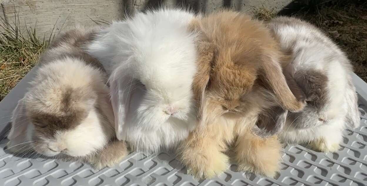 Holland Lop Babies -Chocolate & BEW, fuzzy bucks, non fuzzy does, pedigreed