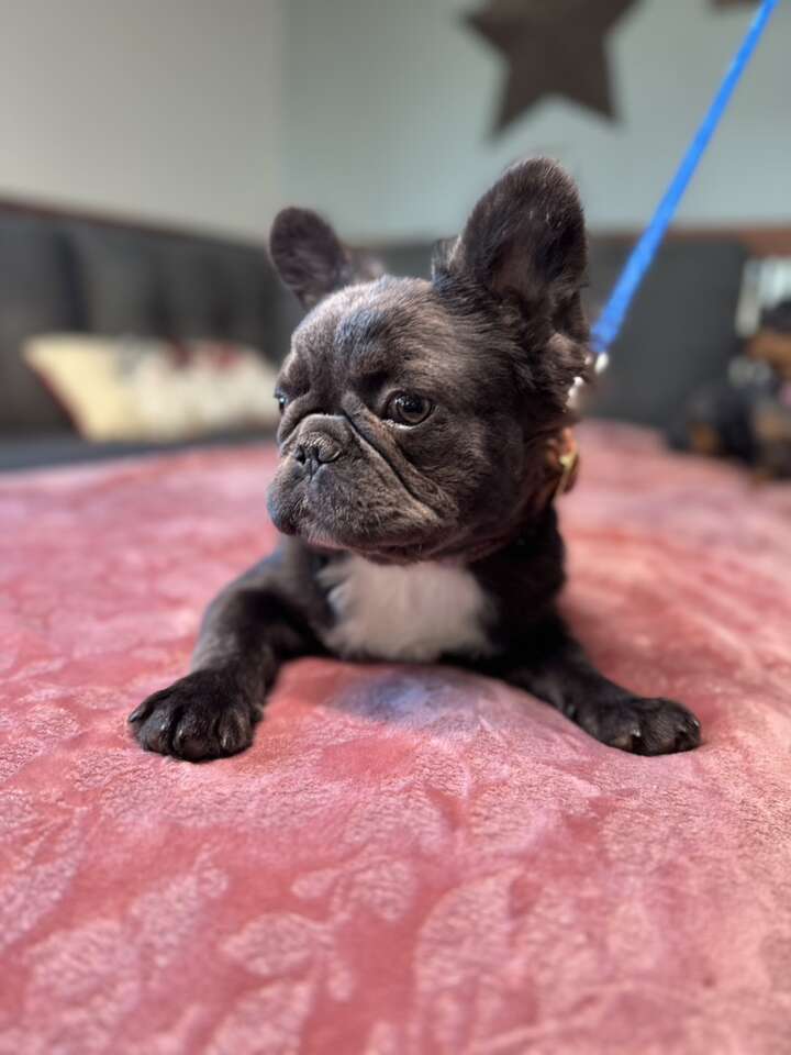 AKC Fluffy French Bulldog Female | Pets | ksl.com