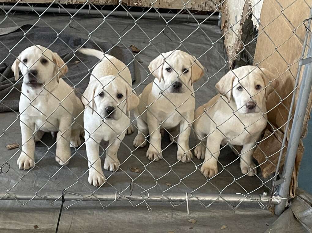 White Lab AKC Pure Bread Puppies Pets