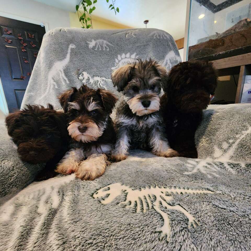 AKC Mini Schnauzer Pets