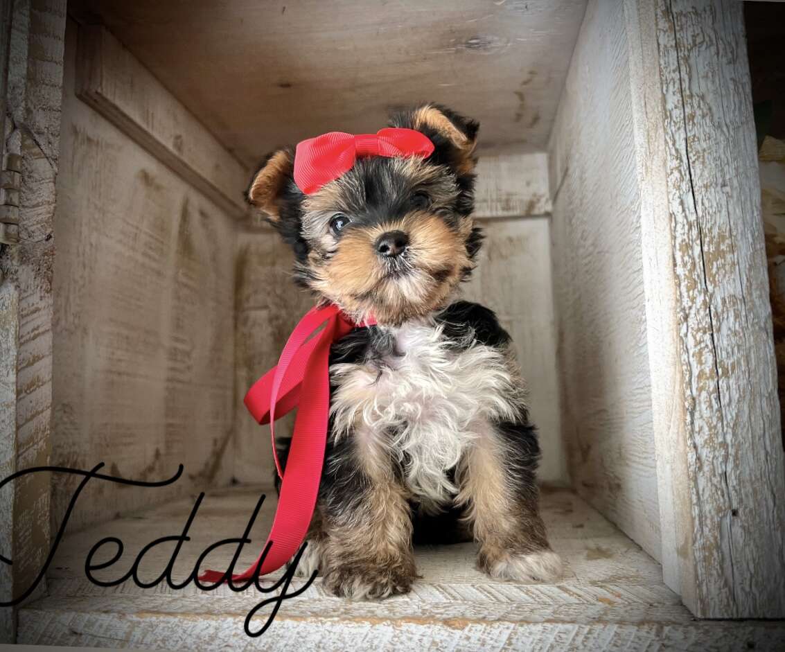 Adorable yorkie puppies Pets