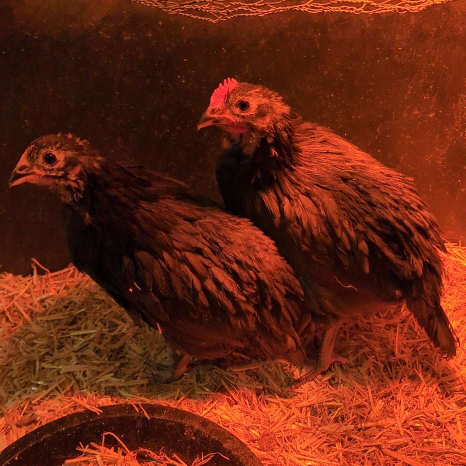 Australorp Chickens 1 Male & 1 Female Livestock