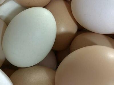 Fresh Organic Eggs