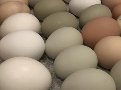 Farm Fresh Organic Eggs