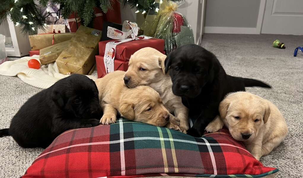 Lab Puppies For Christmas Pets