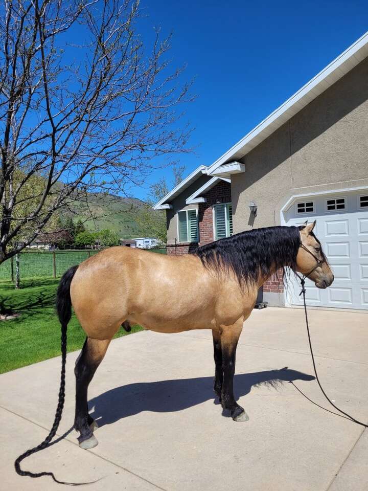 MISSOURI FOX TROTTER STALLION / GAITED FOXTROTTER