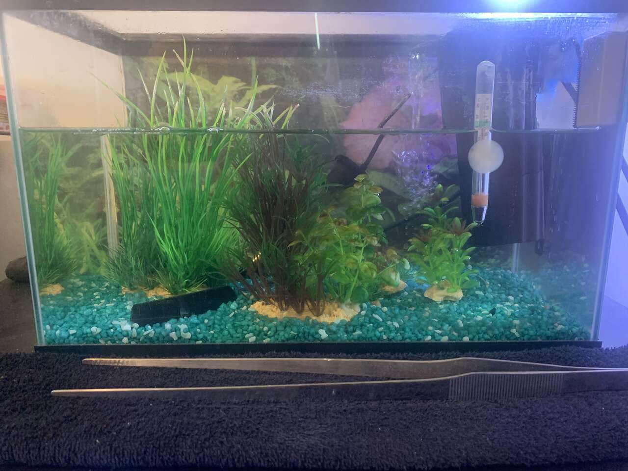 fish tank 5 gallon Pets