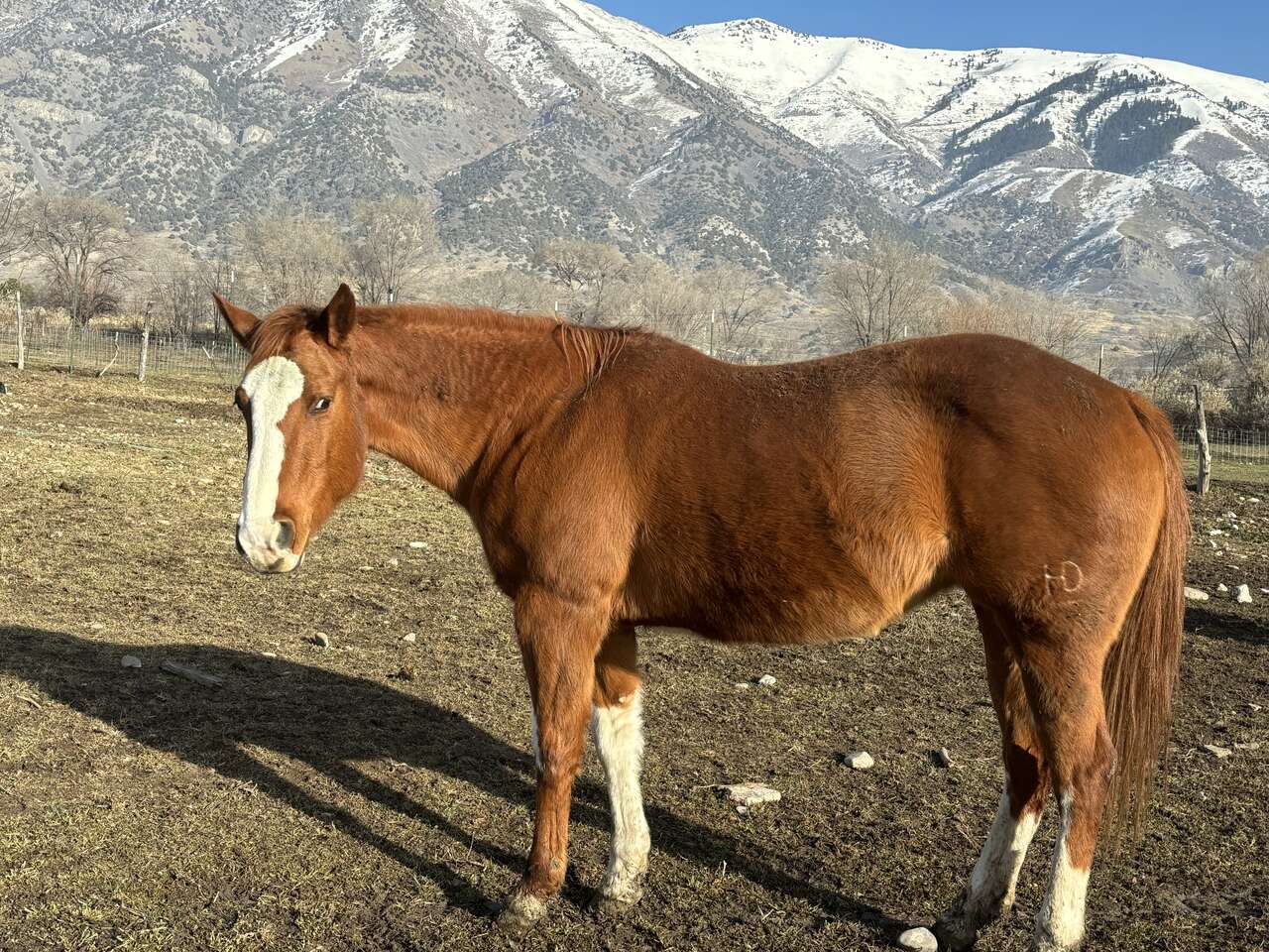 Registered horse Livestock