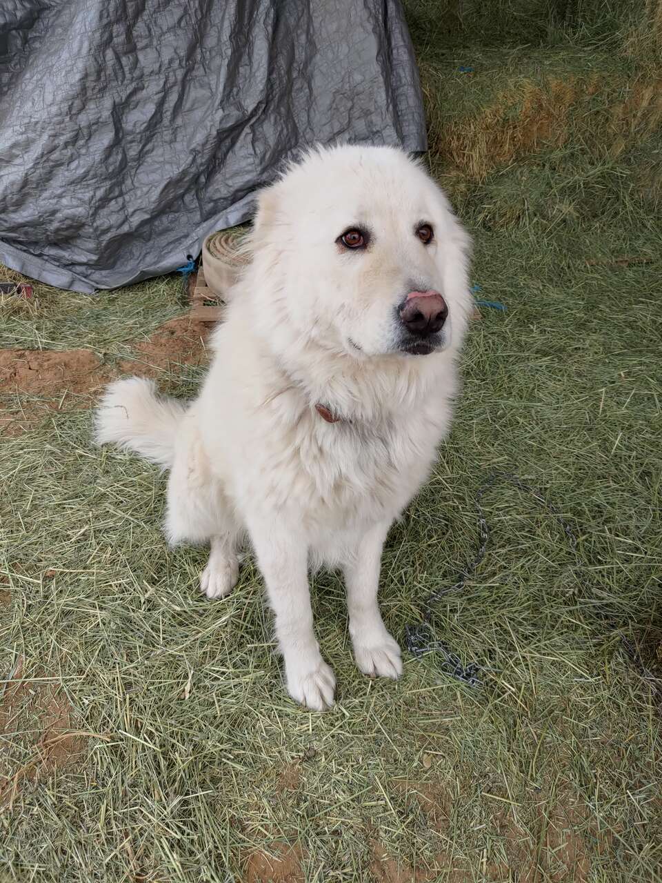 Maremma Livestock Guardian Dog Livestock