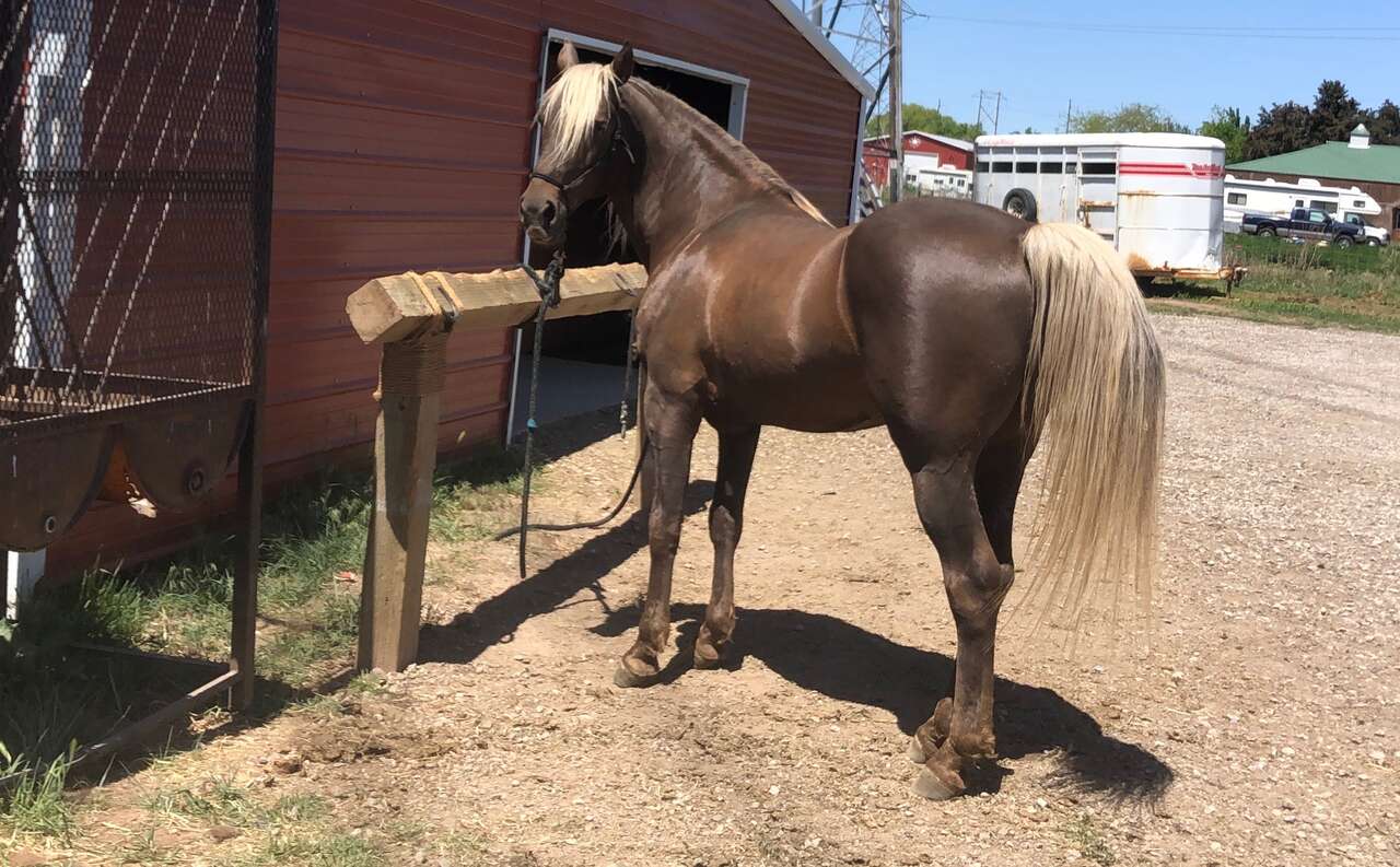 Registered Rocky Mountain Stud