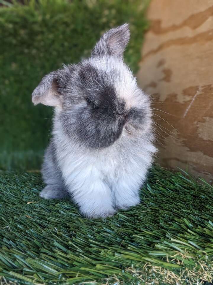 Holland Lop baby bunny/bunnies