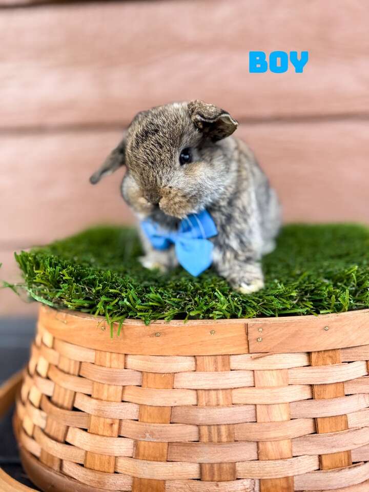 pure Holland lop baby bunnies