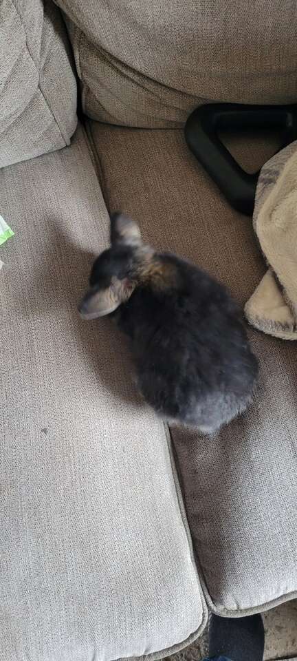 Mini Holland Lop Doe priced to sell