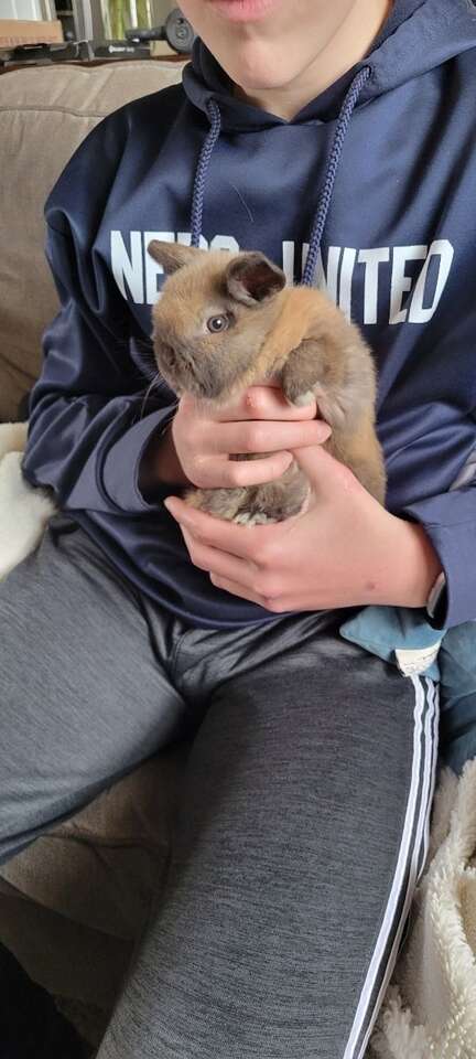 mini Holland Lop buck