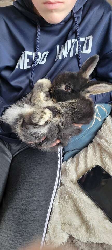 Mini Holland Lop Buck