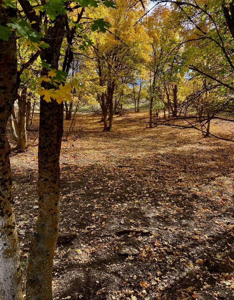 20 Acres For Sale Mink Creek … Other Real Estate