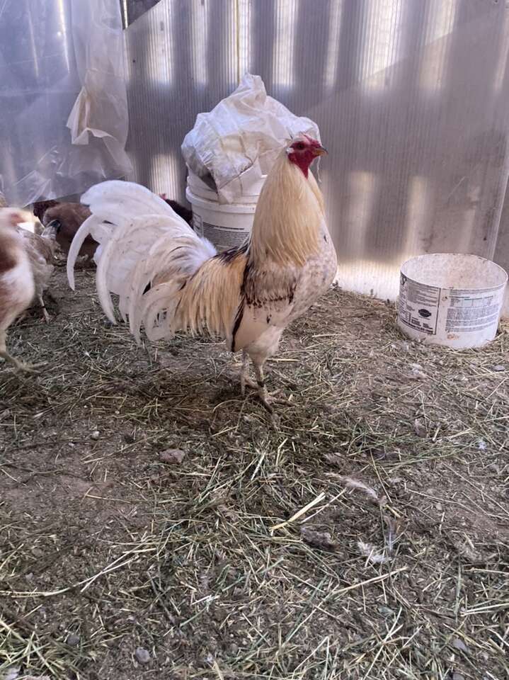 Game Birds Livestock