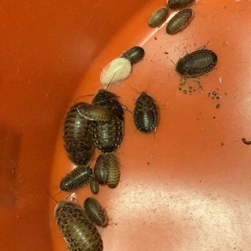 Dubia Roaches 🪳starting $.08
