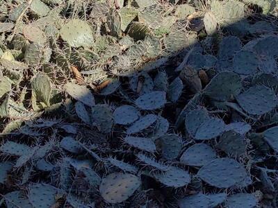 Cholla and prickly pear cactus starts