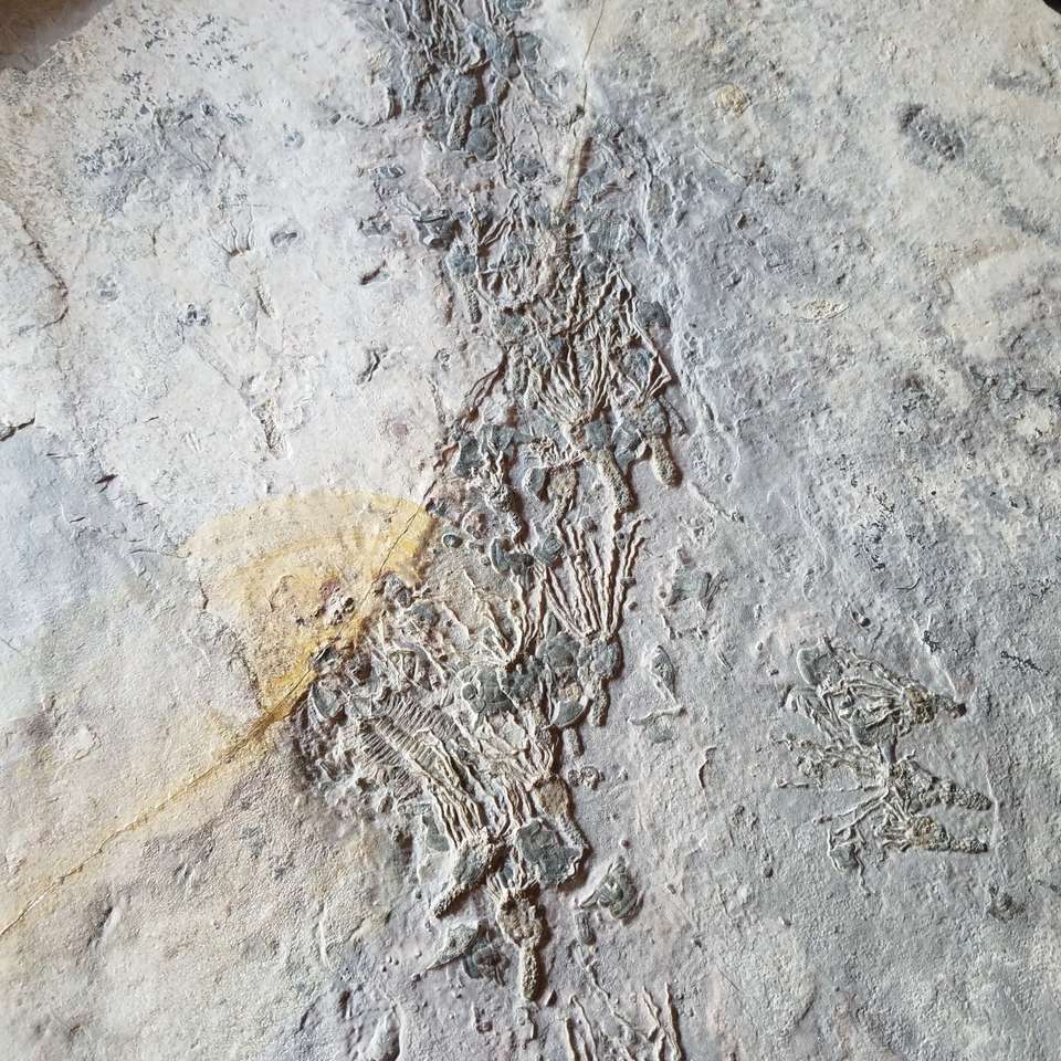 Gogia Spiralas eocrinoid fossil plate