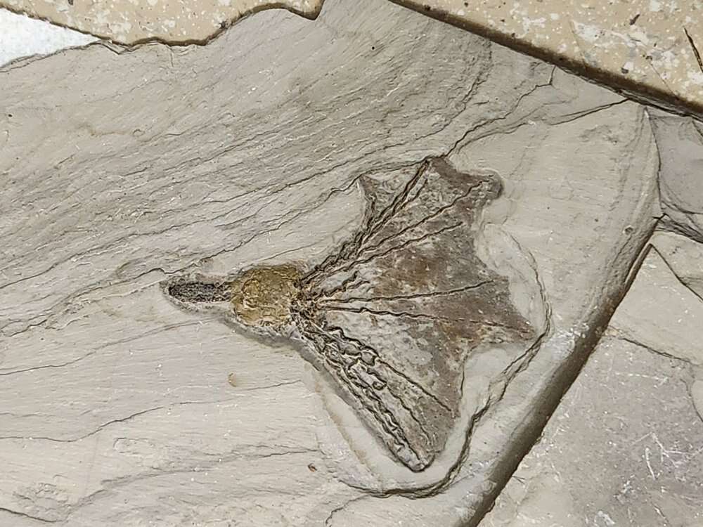 Gogia Spiralis- wheeler shale formation