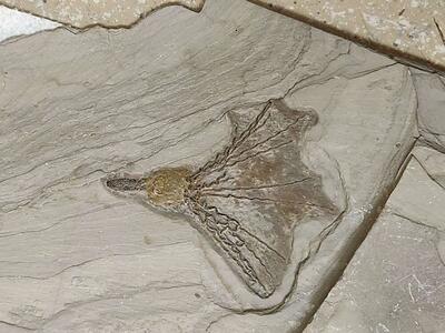 Gogia Spiralis- wheeler shale formation