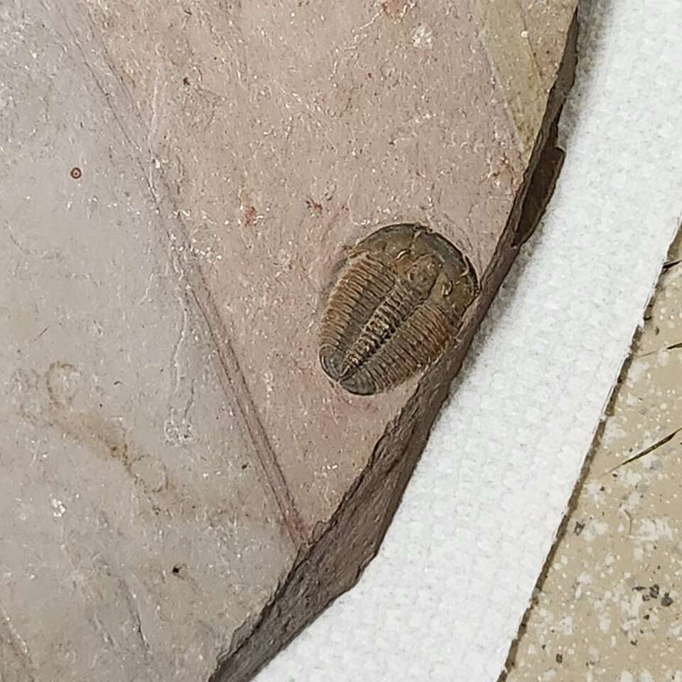 elrathea king cordovan trilobite