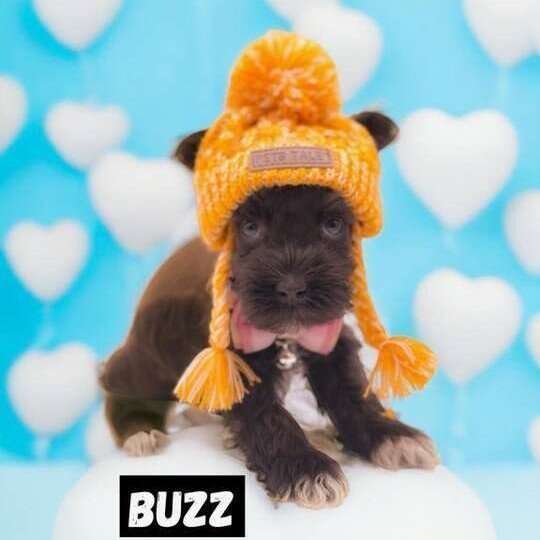 STUNNING AKC Miniature Schnauzer Puppies Pets