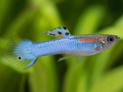 In Search Of! Japan Blue Endlers.