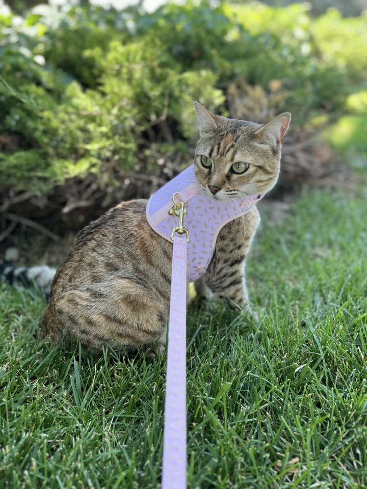 Lost Bengal Cat.