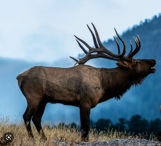 Wanted: Elk Meat