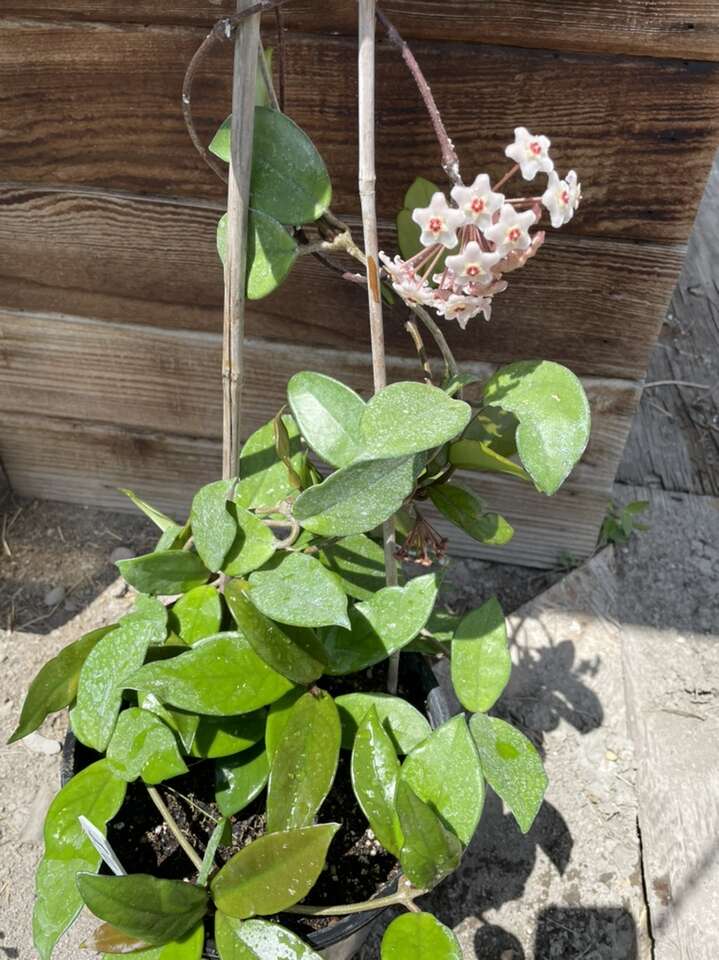 Hoya Carnosa Plant (Porcelain Plant)