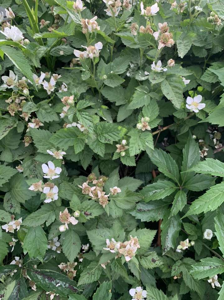 Berry Starts - Red & Yellow Rasp, Boysenber