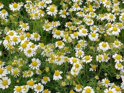 Chamomile Plants