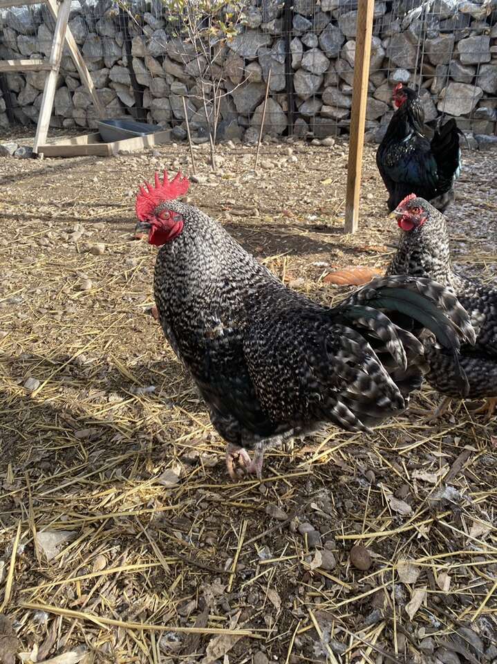 Rooster Livestock