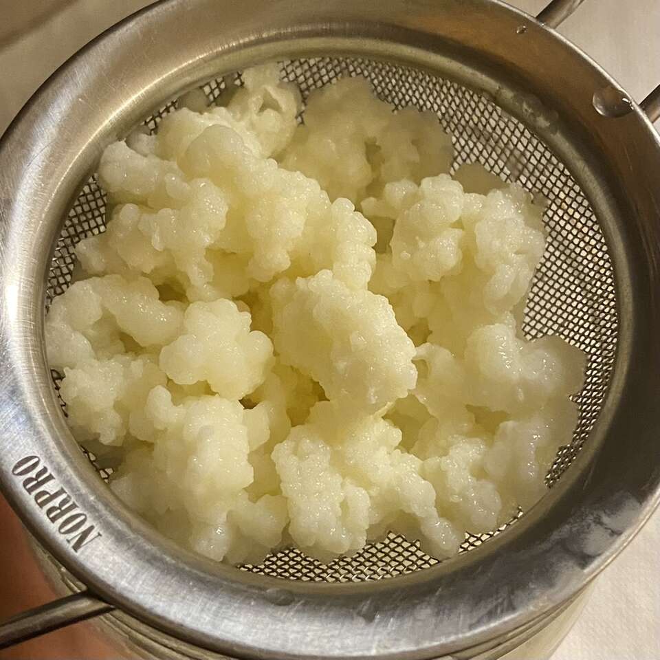 Milk Kefir Grains