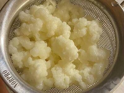 Milk Kefir Grains