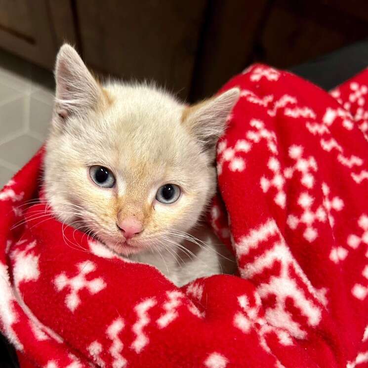 NEUTERED/vaxed Siamese 3 Month Kitten Pets