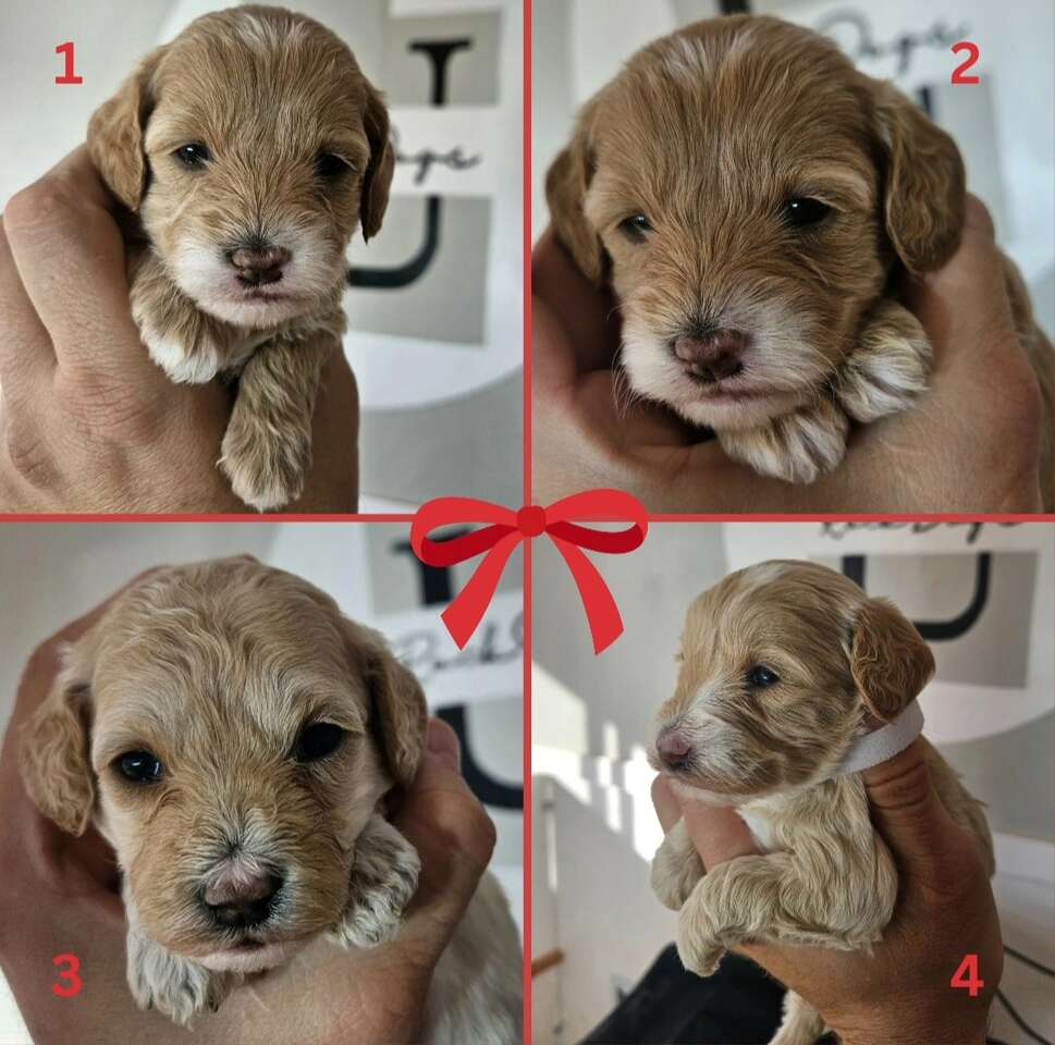 Cockapoo puppies available 1/16/23 Pets