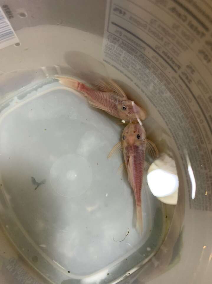 snow white bristlenose Pair