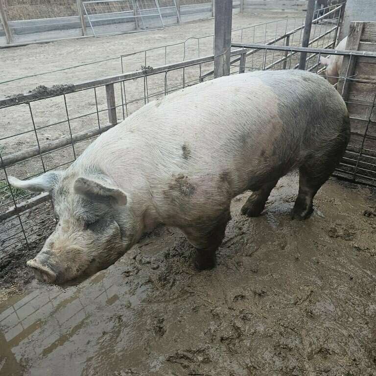Pig For Sale Livestock
