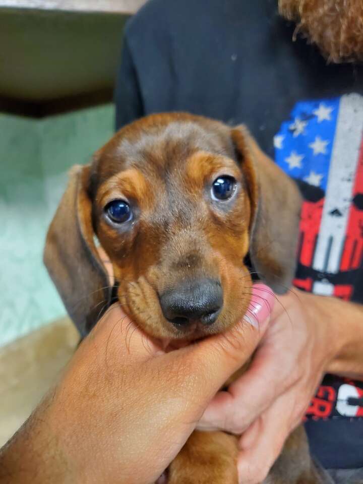 Adorable Miniature Dachshunds Pets