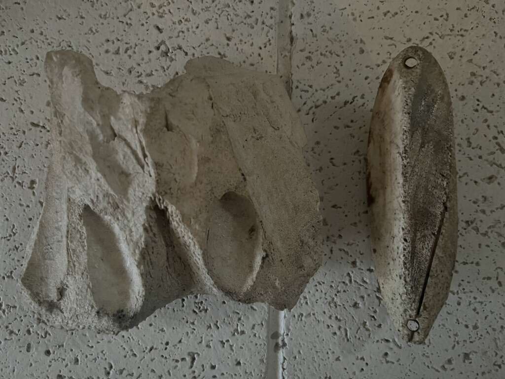Fossil Specimens