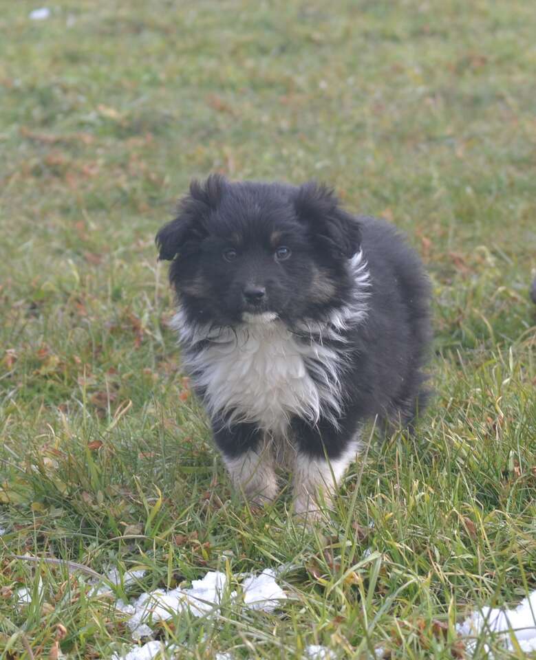 Toy/ Miniature Australian Shepherd Pets