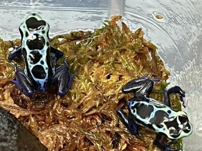Rare New River Tinctorius Dart Frog