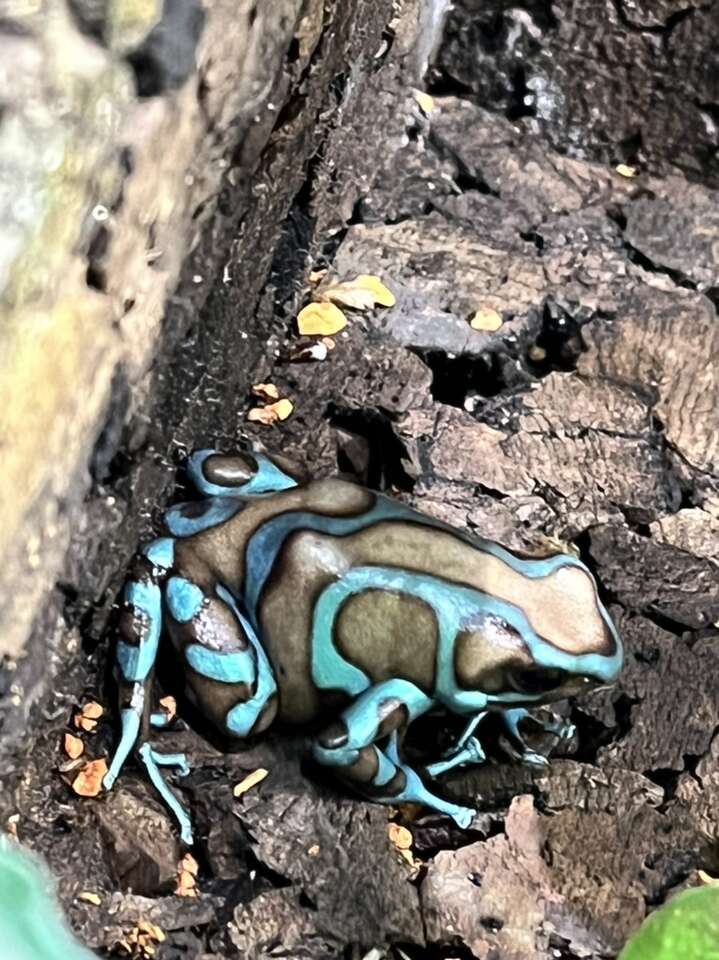 Super Blue Dart Frogs Dendrobates auratus
