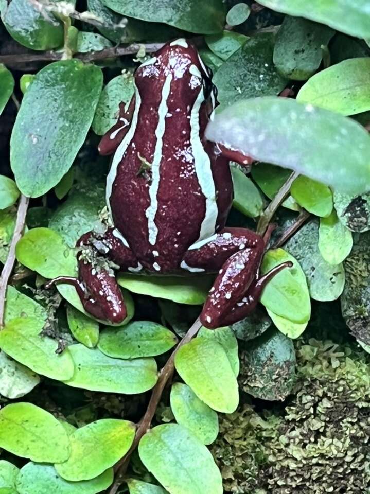 Phantasmal Dart Frog